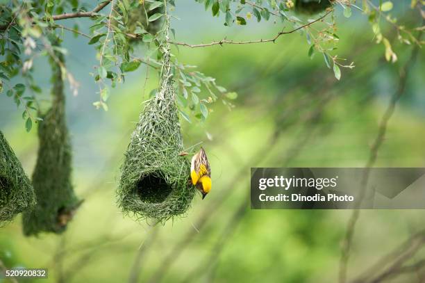 baya weaver flying for nesting, india - uccello tessitore foto e immagini stock