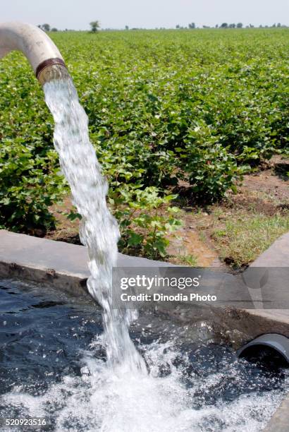 water pouring from pipe at cotton plant field, amreli, gujarat, india - cotton plant stock-fotos und bilder