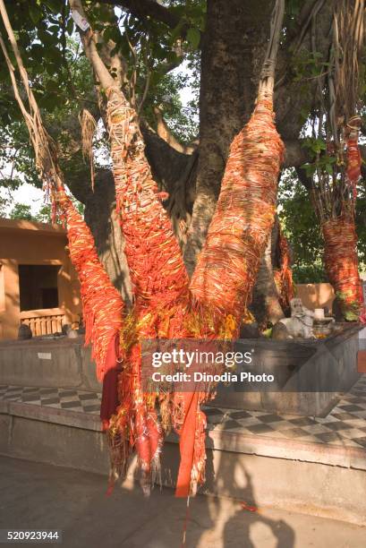 banyan tree tied thread on root at shiva mandir, kankhal, haridwar, uttaranchal, uttarakhand, india - banyan tree stock pictures, royalty-free photos & images