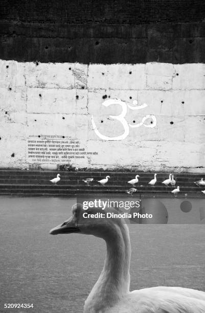 165 Bombay Duck Photos and Premium High Res Pictures - Getty Images 165 Bombay Duck Photos and Premium High Res Pictures - Getty Images