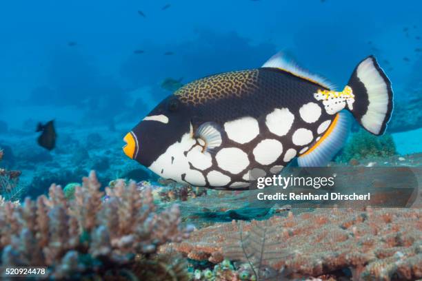 clown triggerfish, komodo national park - clown triggerfish stock pictures, royalty-free photos & images