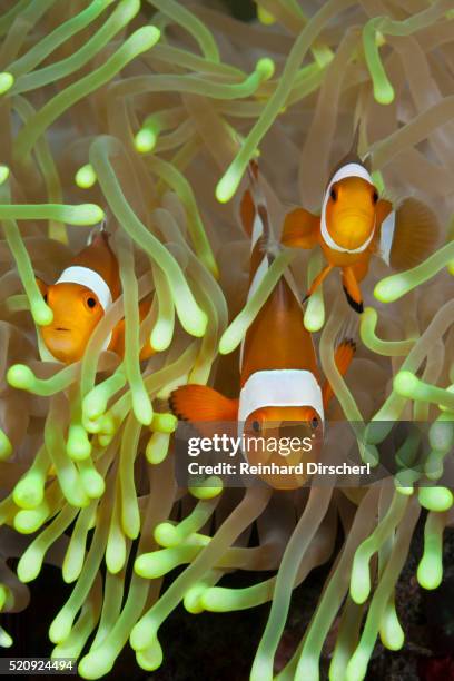 clown anemonefishes, bali - anemonefish stock pictures, royalty-free photos & images