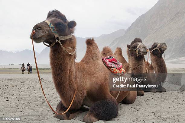 double-humped bactrian camels. camel safari, hunder, ladakh, india - bactrian camel stock pictures, royalty-free photos & images