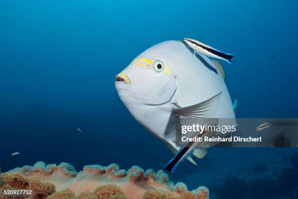 Cleaner Rasses Fish 820 Cleaner Fish Stock Photos, High-Res Pictures, and Images - Getty Images