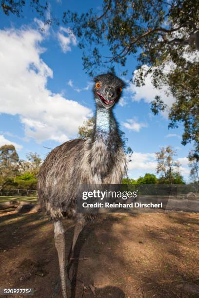 Emu Robi 3,590 Picture Of Emu Bird Stock Photos, High-Res Pictures, and Images ...