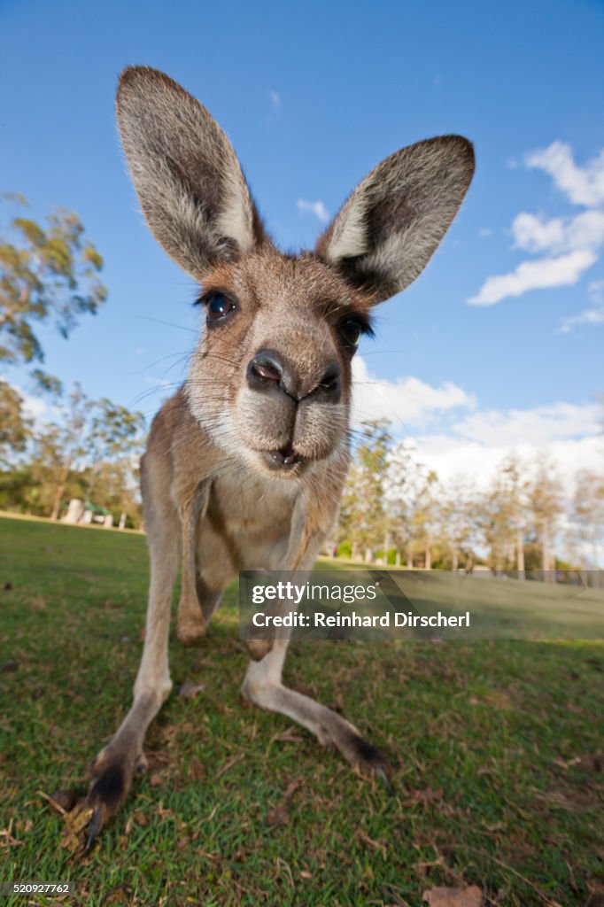 Eastern Grey Kangaroo, Australia