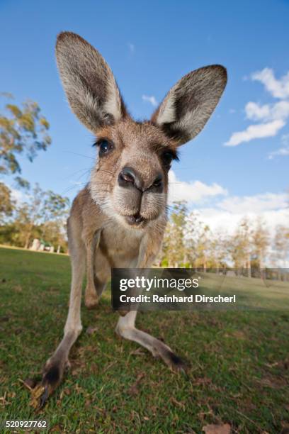 eastern grey kangaroo, australia - kangaroo stock pictures, royalty-free photos & images