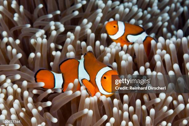 clown anemonefish, australia - anemonefish stock-fotos und bilder