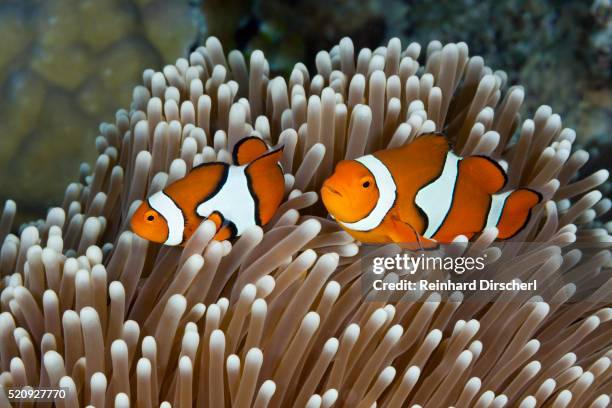 clown anemonefish, australia - anemonefish stock-fotos und bilder