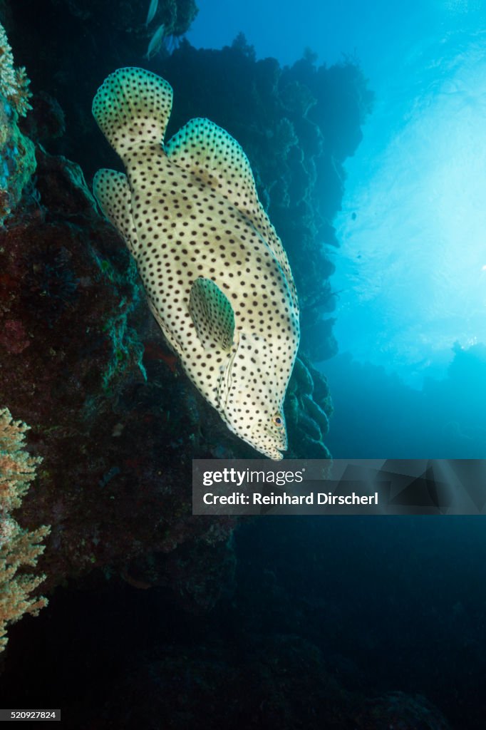 Barramundi Cod Australia High-Res Stock Photo - Getty Images