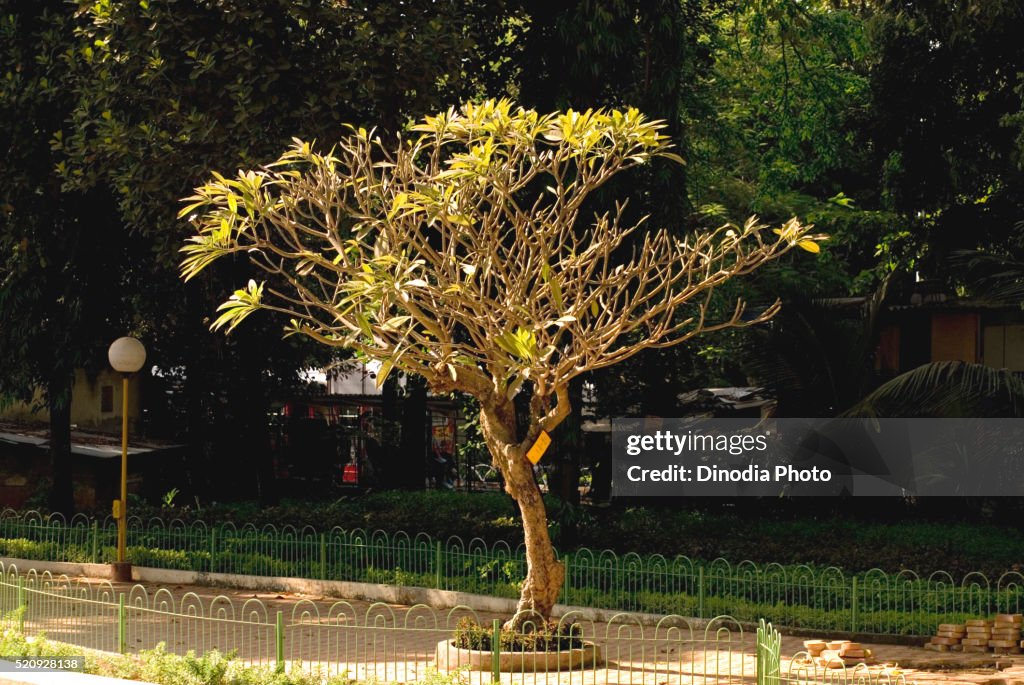 Single tree of chafa champak at Walkeshwar, Bombay Mumbai, Maharashtra, India