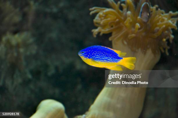yellow bellied damsel fish pomacentrus ouriventris green island cairns queensland australia - cairns aquarium stock pictures, royalty-free photos & images