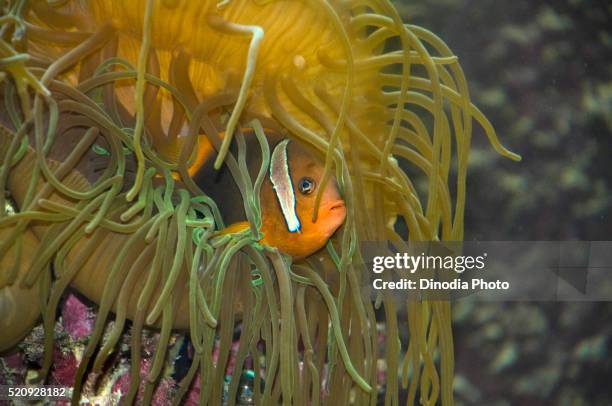 clown fish in anemone, green island, cairns, queensland, australia - cairns aquarium stock pictures, royalty-free photos & images