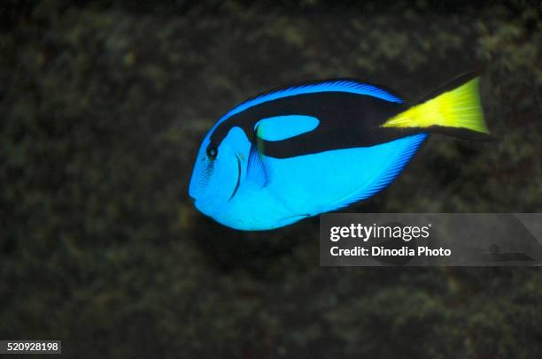 blue regal tang fish, green island, cairns, queensland, australia - cairns aquarium stock pictures, royalty-free photos & images
