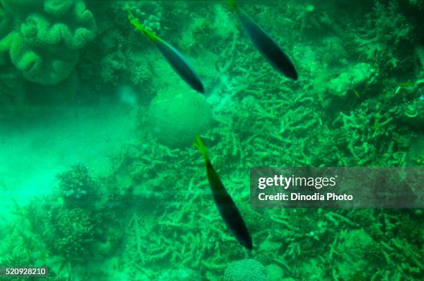 sea corals and regal tangs at coral reef, green island, cairns, queensland, australia - cairns aquarium stock pictures, royalty-free photos & images