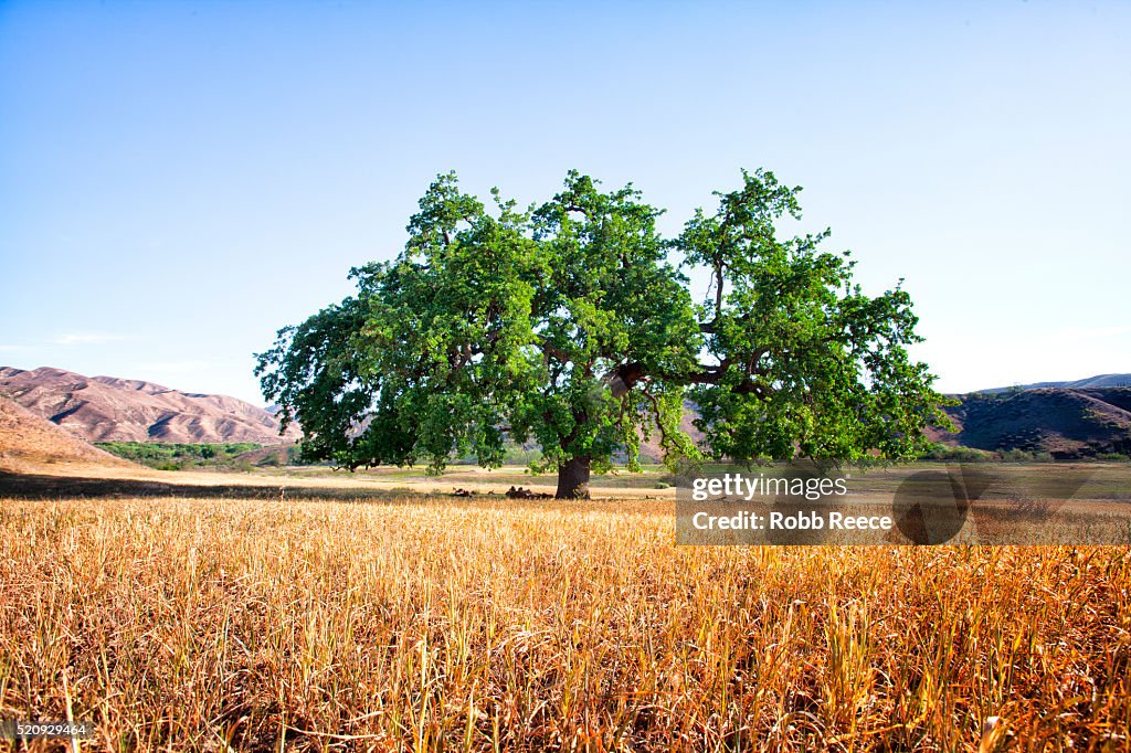 A large oak tree in a rural, grassy field