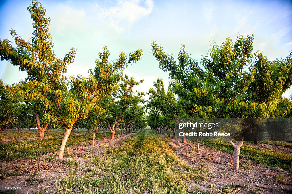 Peach orchard trees in Palisade, Colorado
