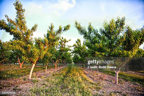 peach orchard trees in palisade, colorado - robb reece stock pictures, royalty-free photos & images