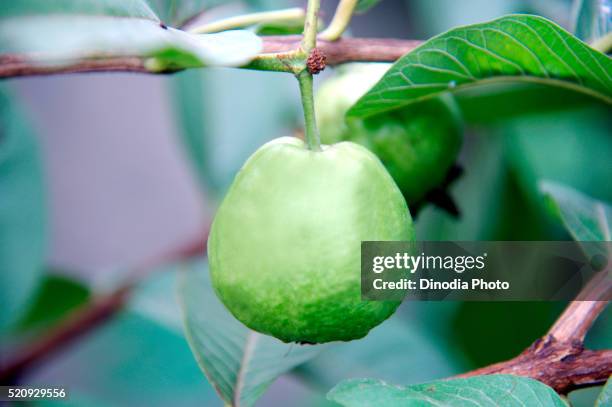 guava fruit on plant - guayaba fotografías e imágenes de stock