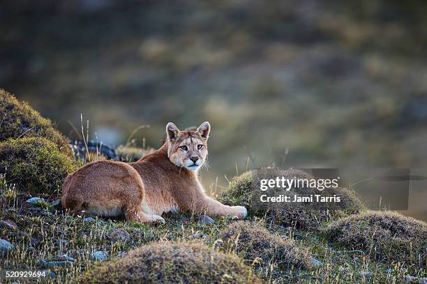 a puma laying in tuft grass - pumas photos et images de collection