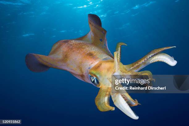 bigfin reef squid, sepioteuthis lessoniana, daedalus reef, red sea, egypt - イカ ストックフォトと画像