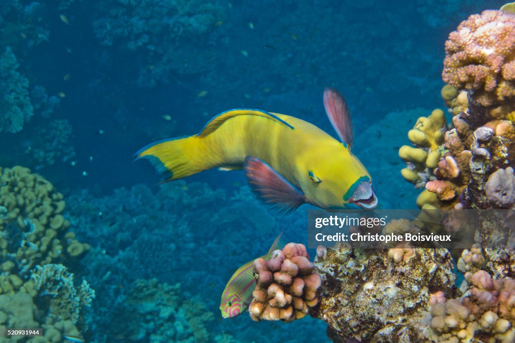 Egypt, Marsa Alam region, Red Sea, Coral reef, Rusty parrotfish