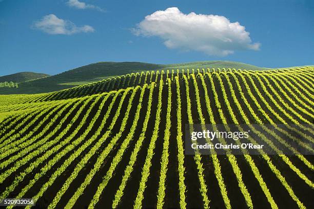 napa valley vineyard - california vineyard stock pictures, royalty-free photos & images