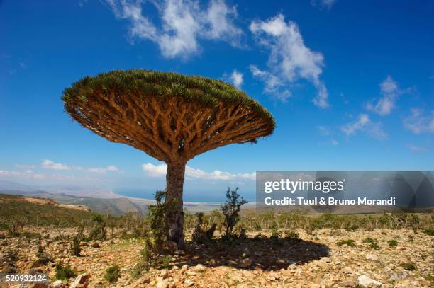 dragon tree growing on socotra island, yemen - dragon tree stock pictures, royalty-free photos & images