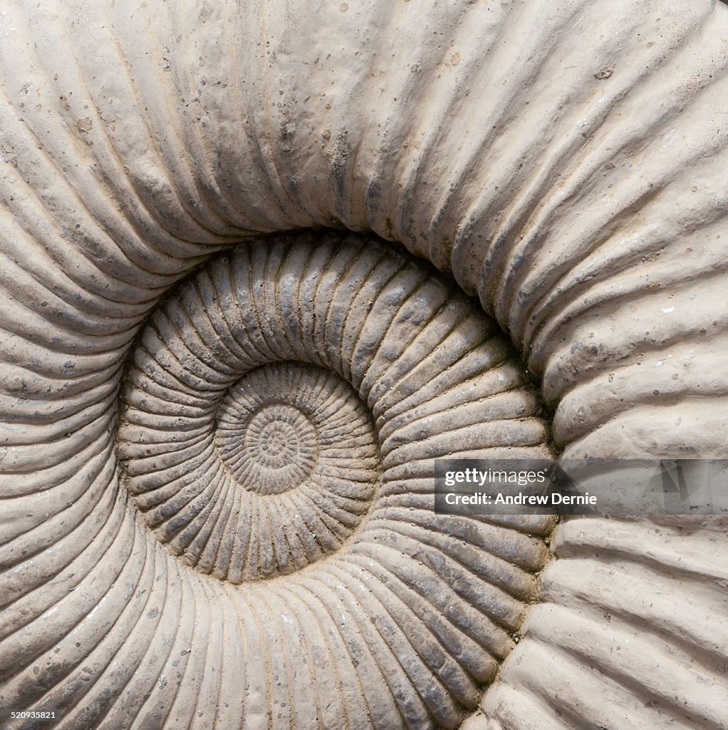Ammonites fossil shell