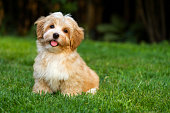 Happy little orange havanese puppy is sitting in the grass