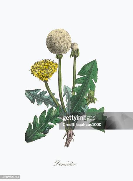 victorian botanical illustration of dandelion - dandelion isolated stock illustrations