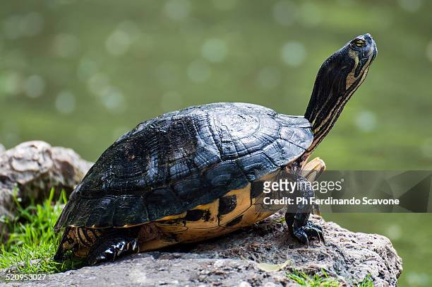 tartaruga - tartaruga stock pictures, royalty-free photos & images