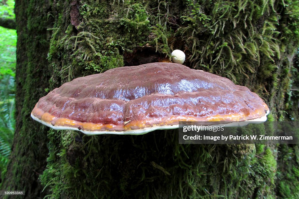 Shelf Mushroom