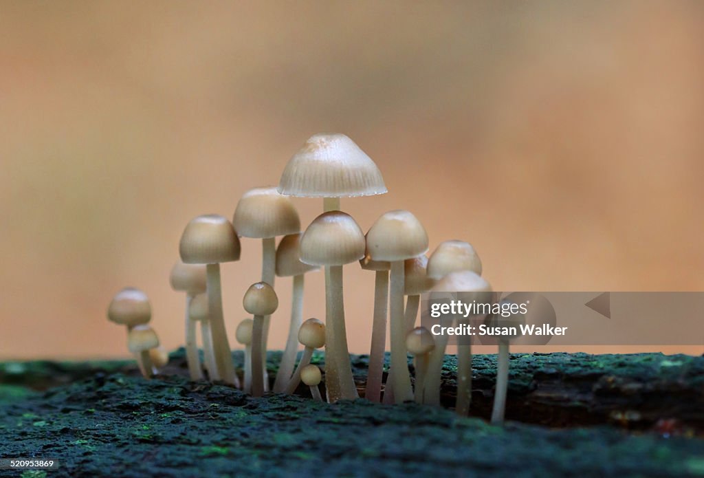 Fungi Family