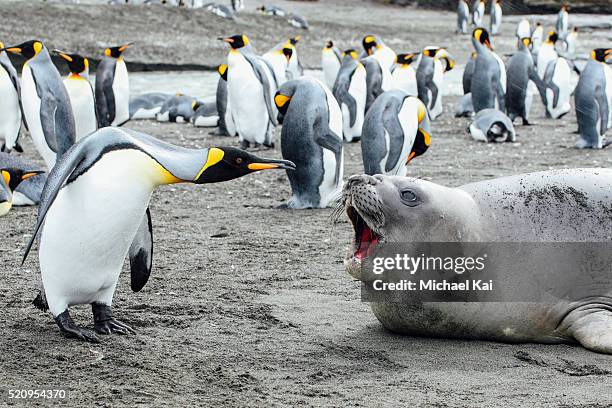 King penguin argues with seal