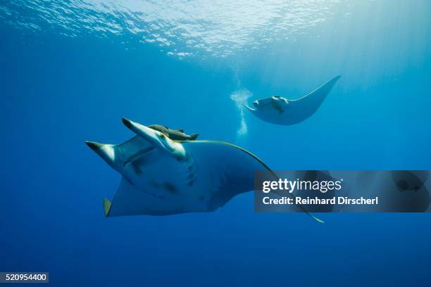 sicklefin mobulas, mobula tarapacana, azores, princess alice bank, atlantic ocean, portugal - dasiatide foto e immagini stock