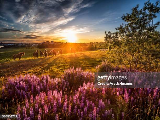 lupines and horses, reykjavik, iceland - sole di mezzanotte foto e immagini stock