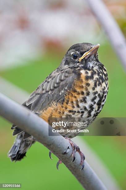 Spring Fledging 40 Fledgling Robin Stock Photos, High-Res Pictures, and Images - Getty ...