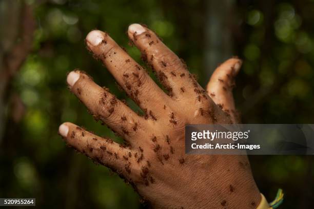 hand covered with small aunts, amazon rain forest, ecuador - native river stock-fotos und bilder