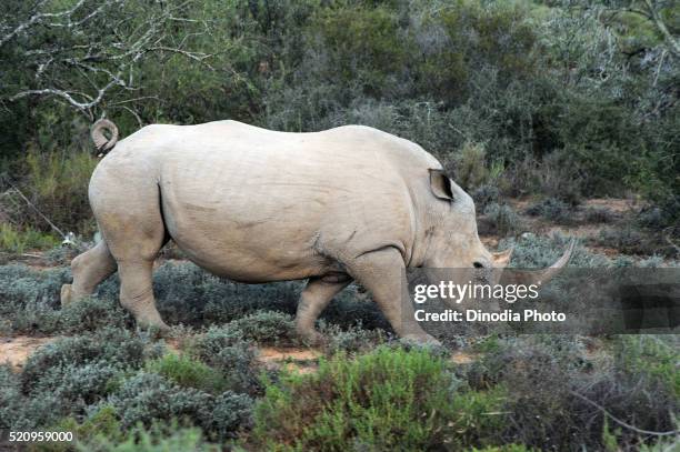 rhinoceros, south africa - grass grazer stock pictures, royalty-free photos & images