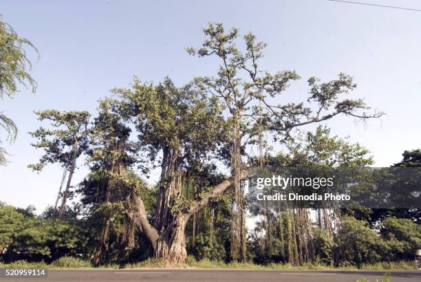 banyan tree at nashik, maharashtra, india - banyan tree stockfoto's en -beelden