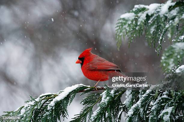 cardinal, state bird of north carolina - cardinals stock-fotos und bilder