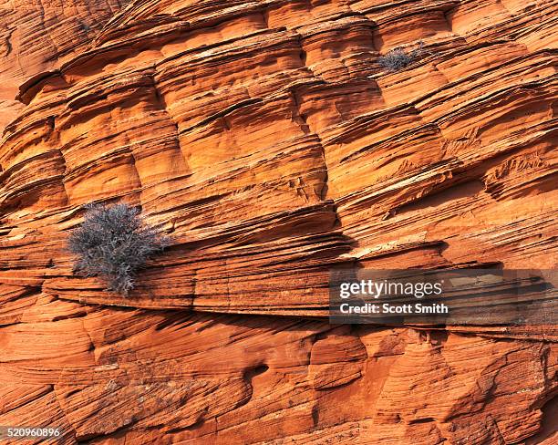 coyote buttes - formazione rocciosa foto e immagini stock