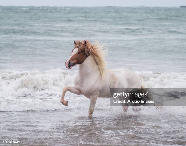 white horse running on the beach, iceland - 冰島馬 個照片及圖片檔