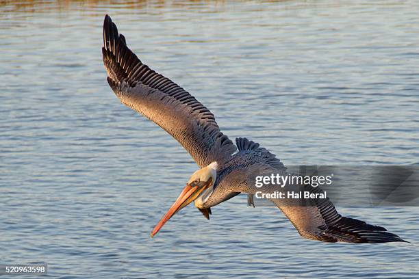 brown pelican in breeding plummage flying - plummage stock pictures, royalty-free photos & images