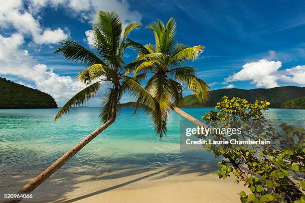 maho bay, st. john, us virgin islands - virgin islands national park stockfoto's en -beelden
