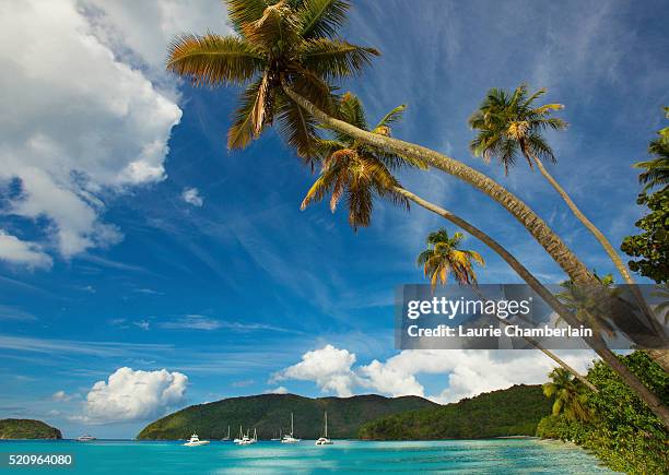 maho bay, st. john, us virgin islands - virgin islands national park stockfoto's en -beelden