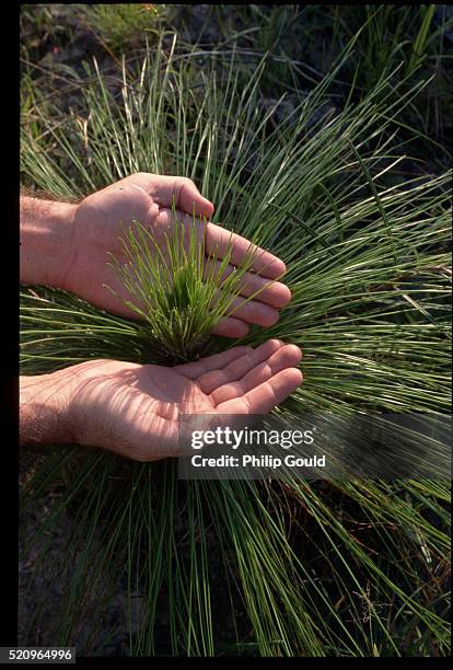 forester holds needles of seedling longleaf pine - longleaf pine stock pictures, royalty-free photos & images