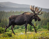 Rainy Day Moose