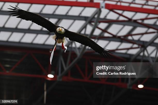 Vitoria Eagle Benfica«s pet during the match between SL Benfica and FC Zenit for the UEFA Champions League Quarter Final: Second Leg at Estadio da...